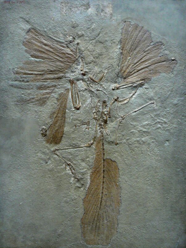 Calco dell'esemplare di Londra di Archaeopteryx